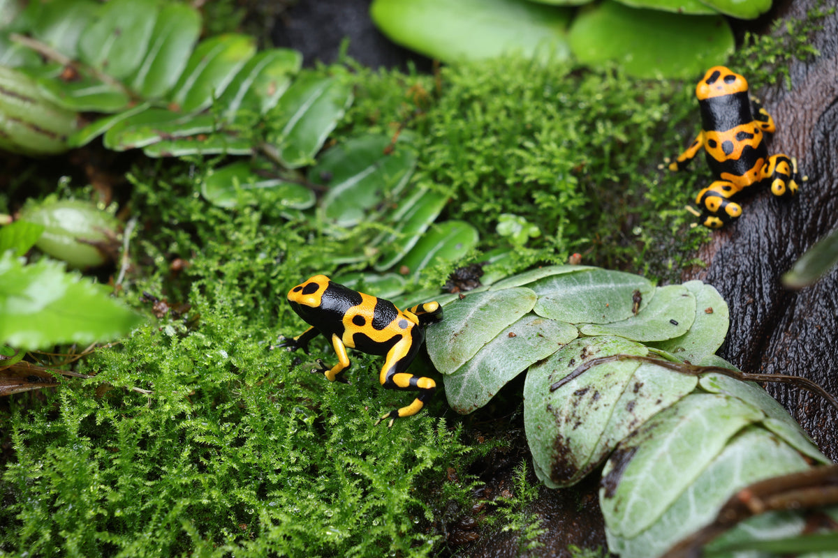 Misting, Fogging, and Airflow: Finding the Right Balance in a Tropical Enclosure Bunopili