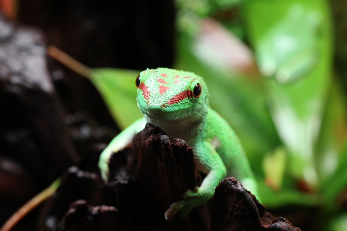 Choosing the Right Terrarium Size for Your Space and Your Goals Bunopili