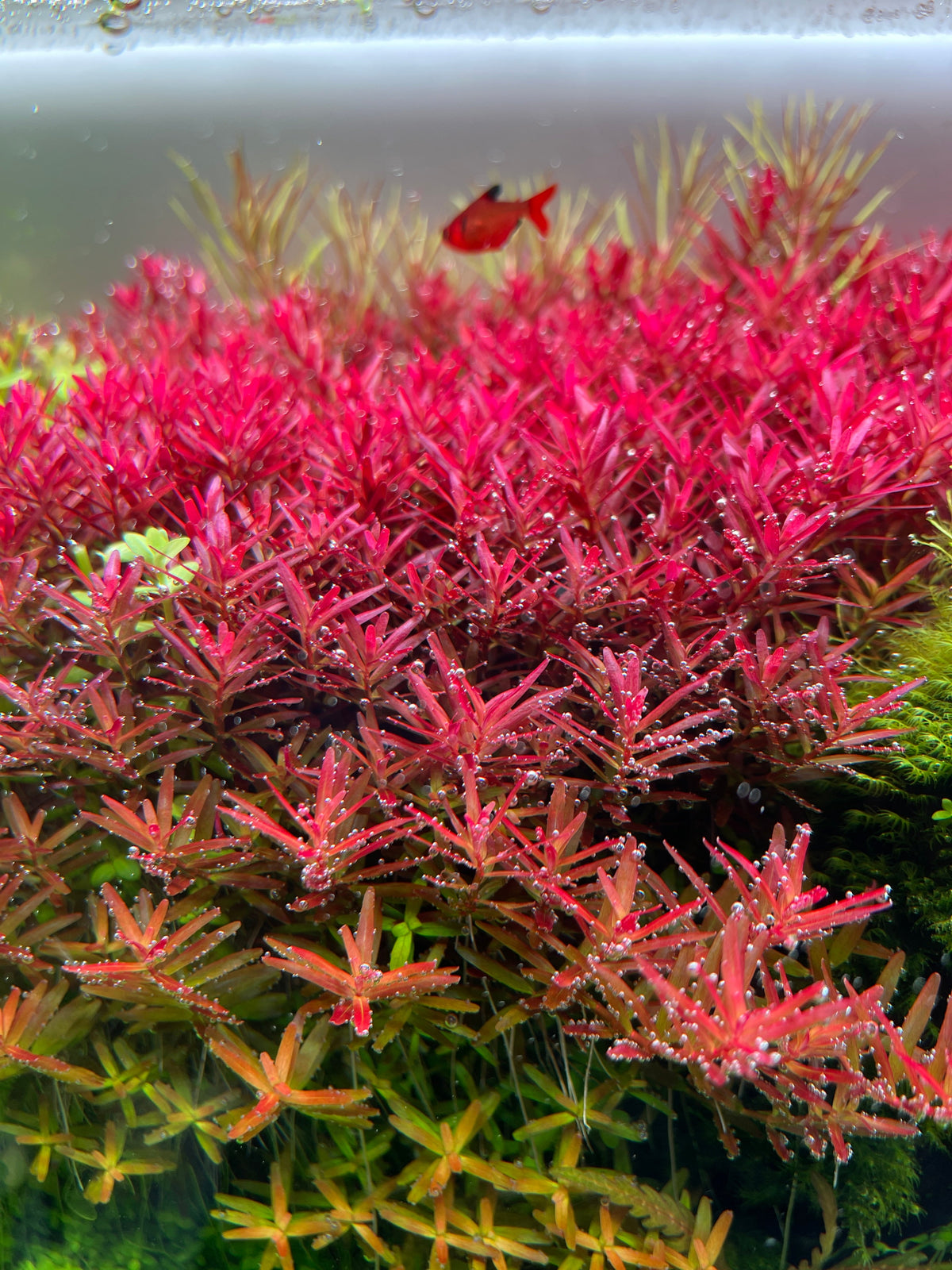Why App-Controlled Aquarium Lighting Is More Than a Convenience Bunopili